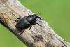 Sphenophorus sp.